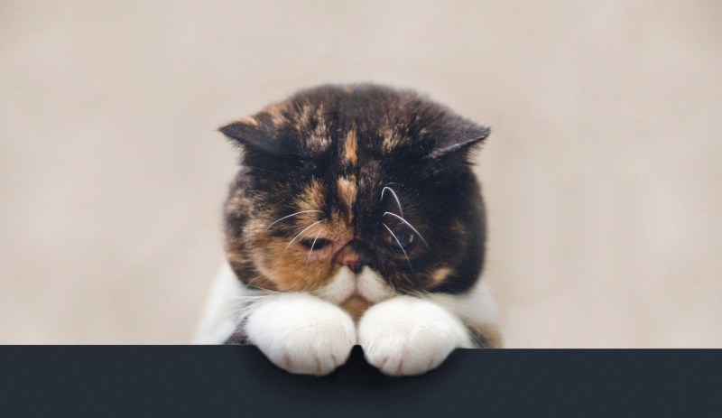 Кошка печалька