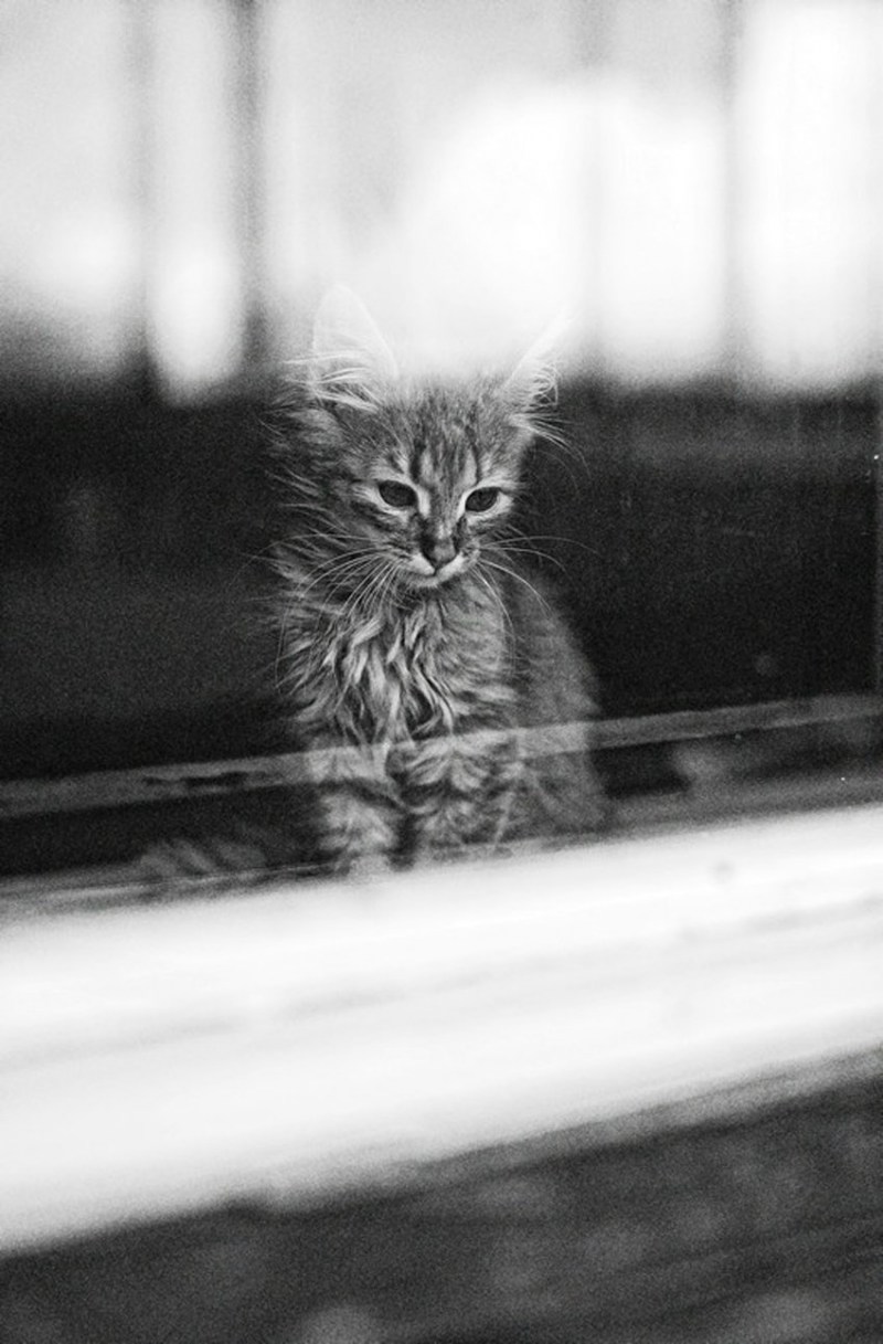 Одинокий кот