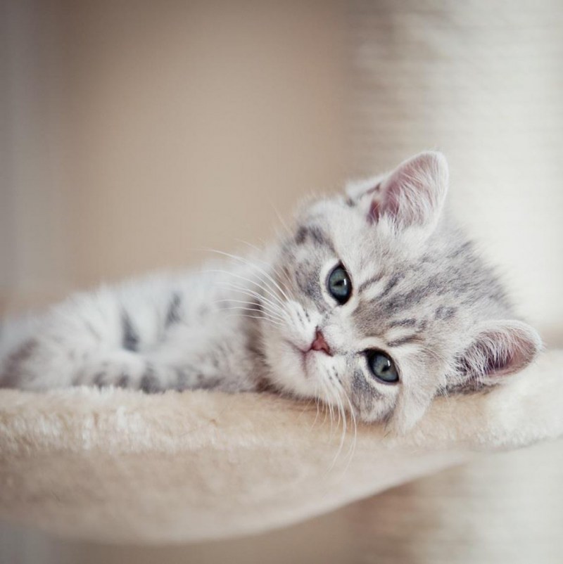 Котенок скучает