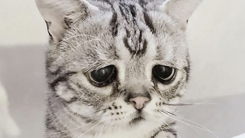 Печальный котик