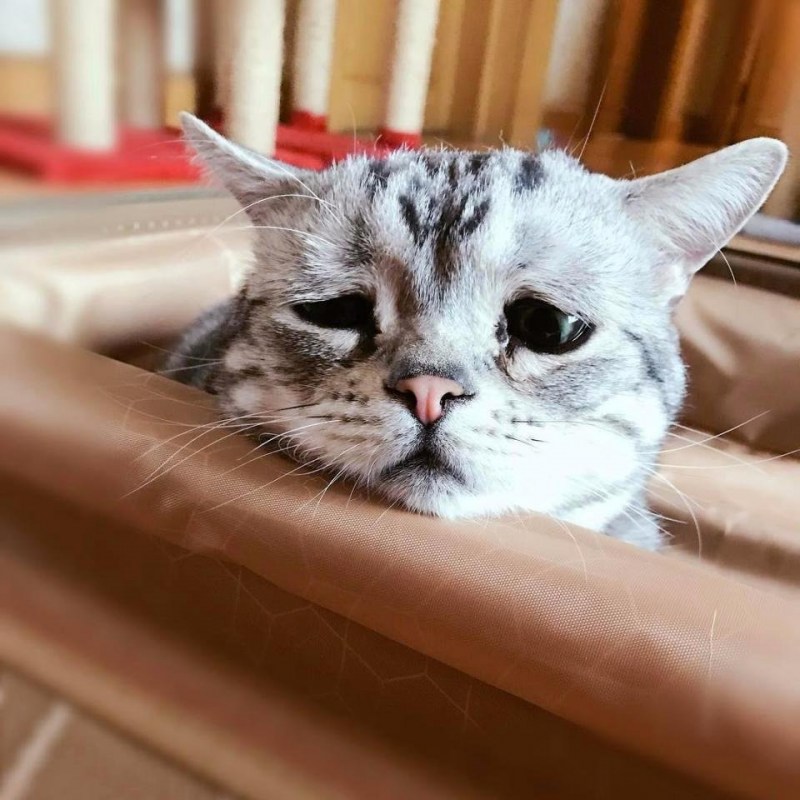 Грустный кот