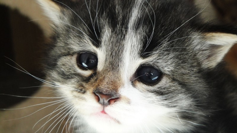Плачущий котенок