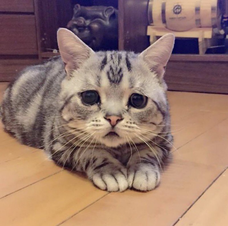 Грустная кошка