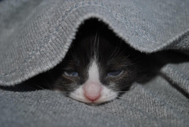 Печаль котик