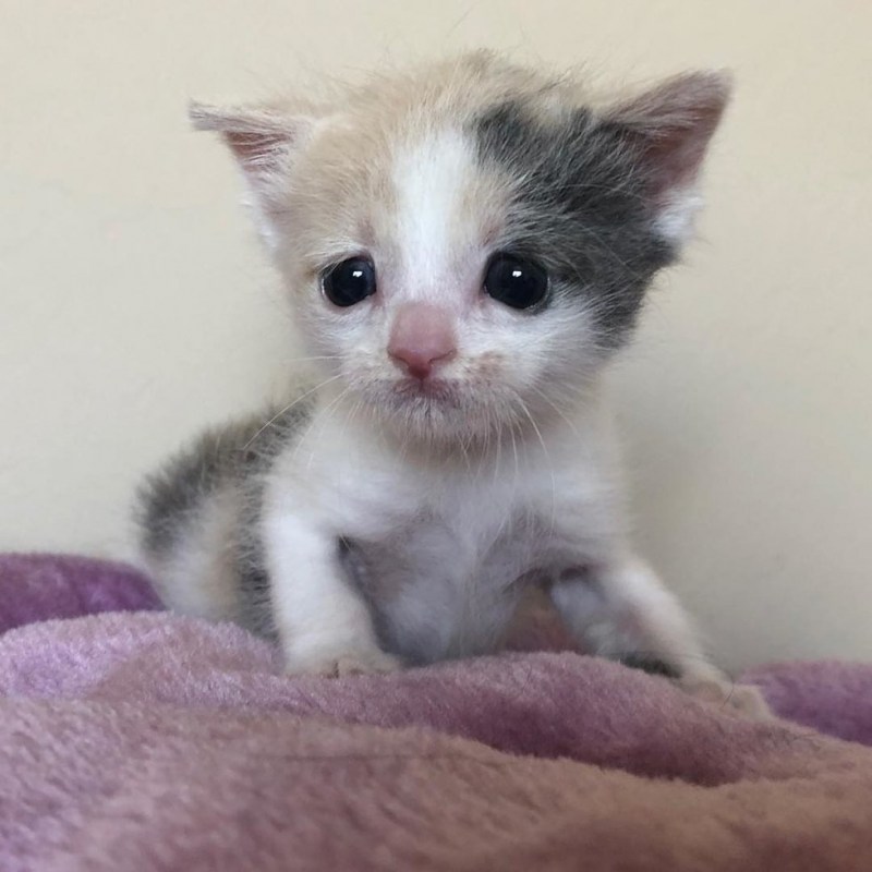 Котенок с грустными глазками