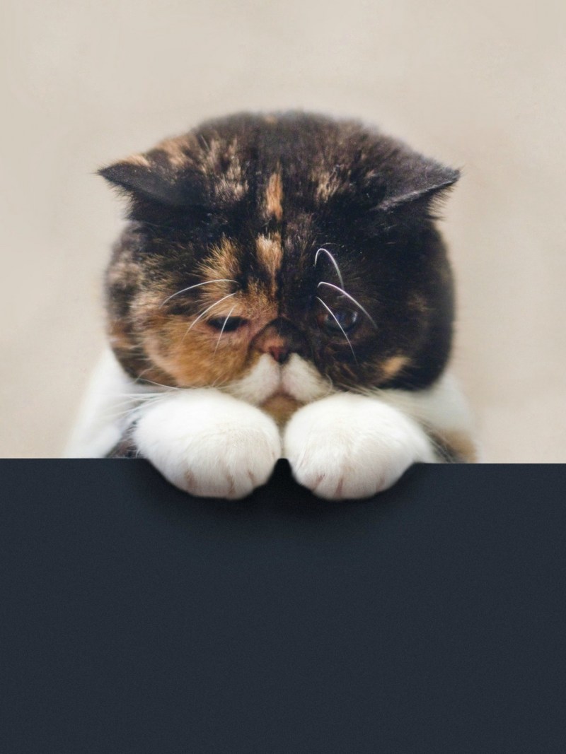 Котенок грустит