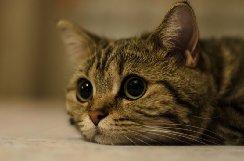 Кот грустит