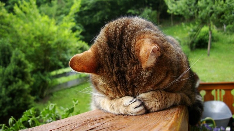Стеснительный котик