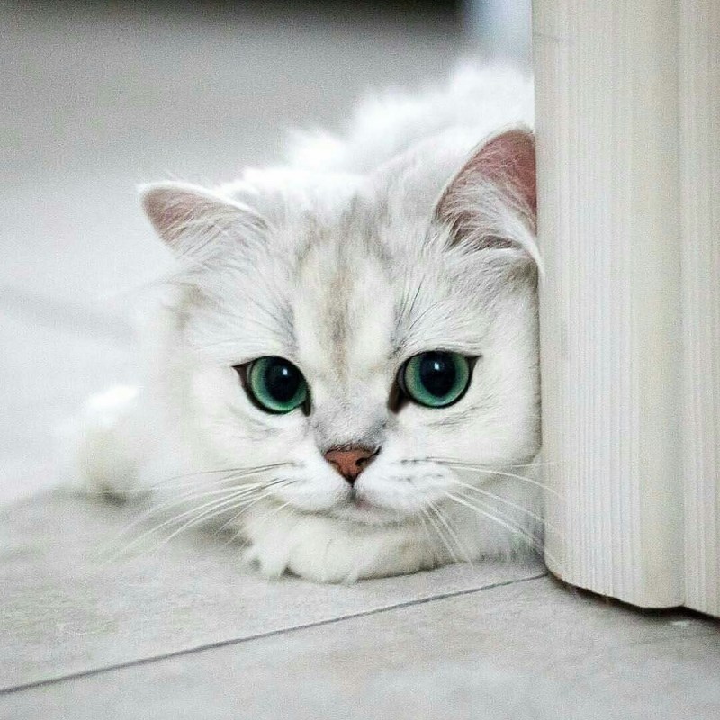 Печальный котенок