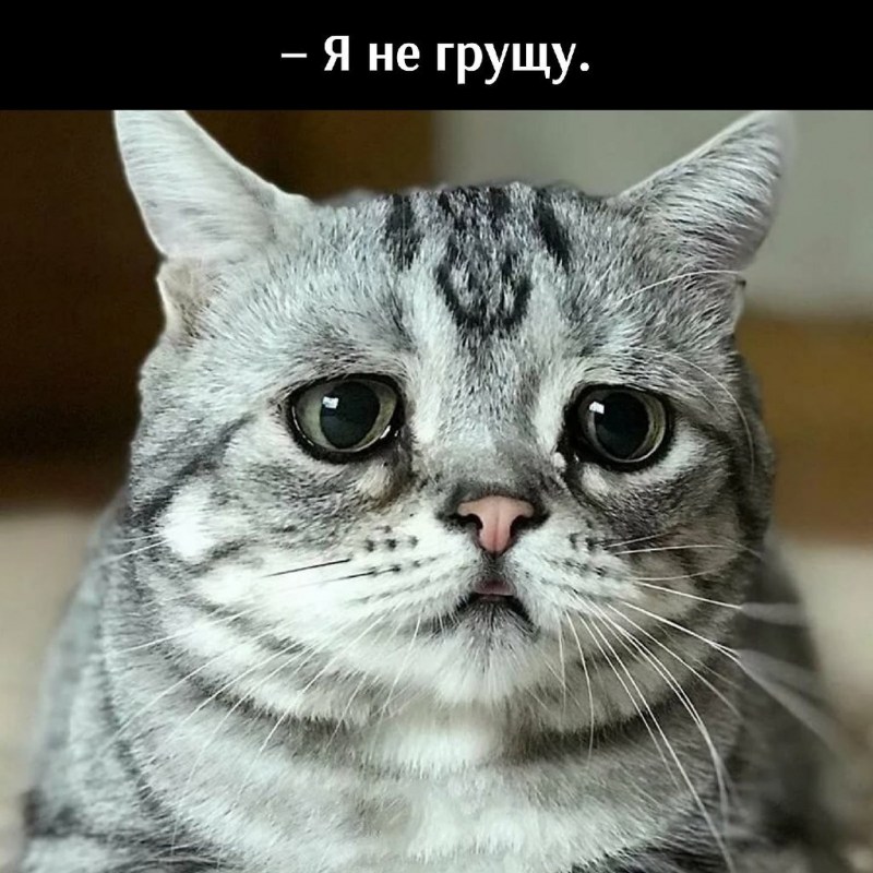 Грустный кот