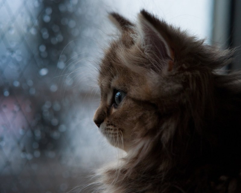 Печальный котенок