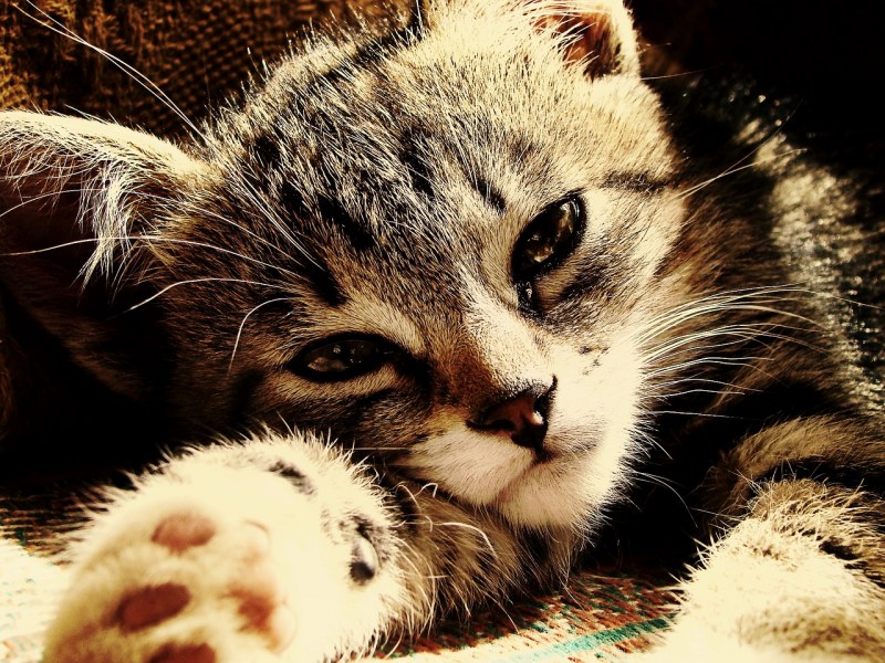 Грустная кошка с котятами