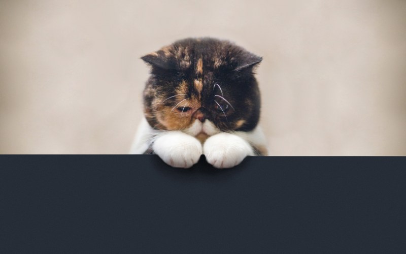 Кот грустит