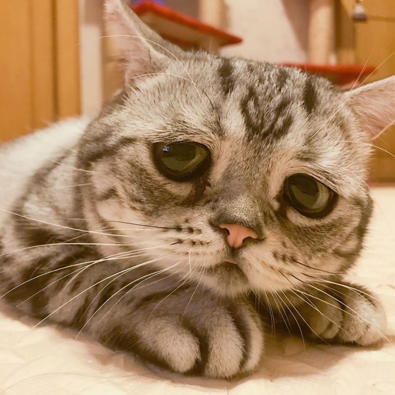 Кошка грустит