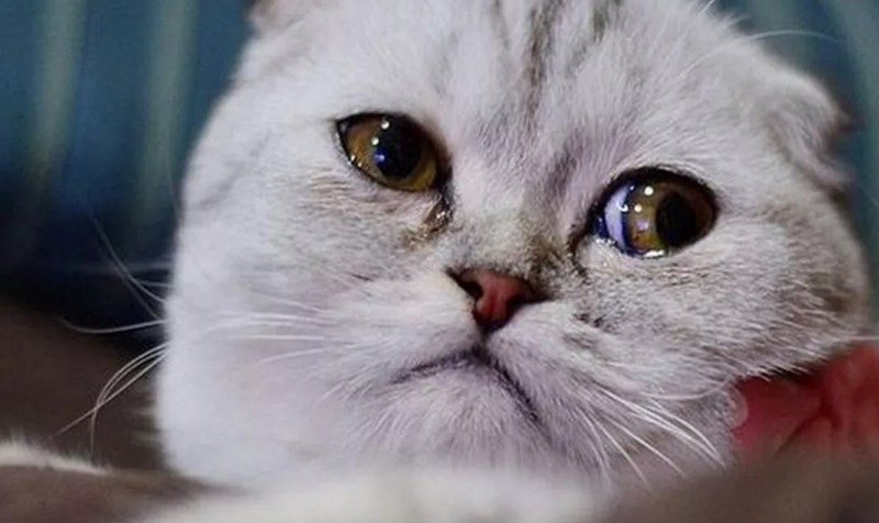 Печальный котик