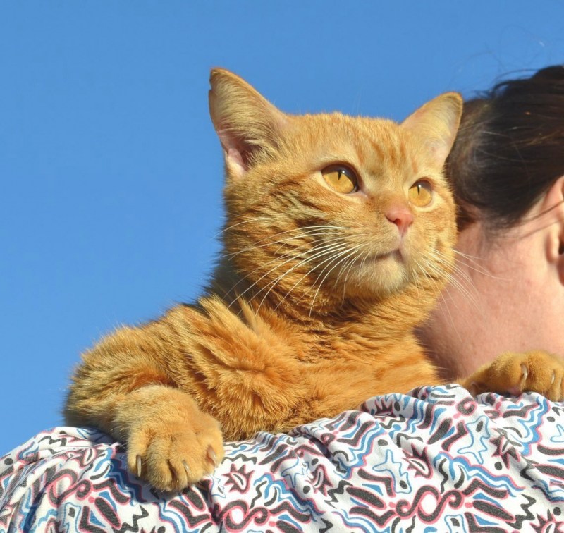 Котенок Рыжик