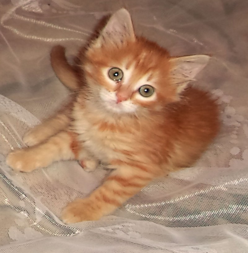 Маленький котенок Рыжик