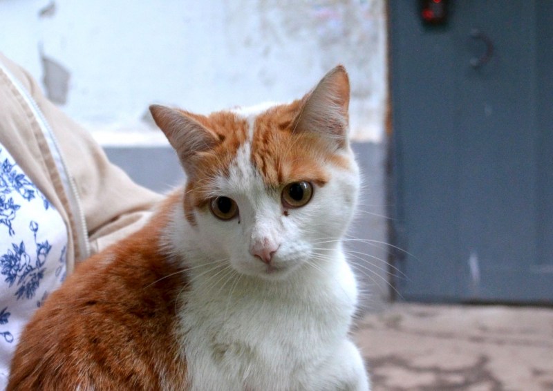 Кошка Джессика