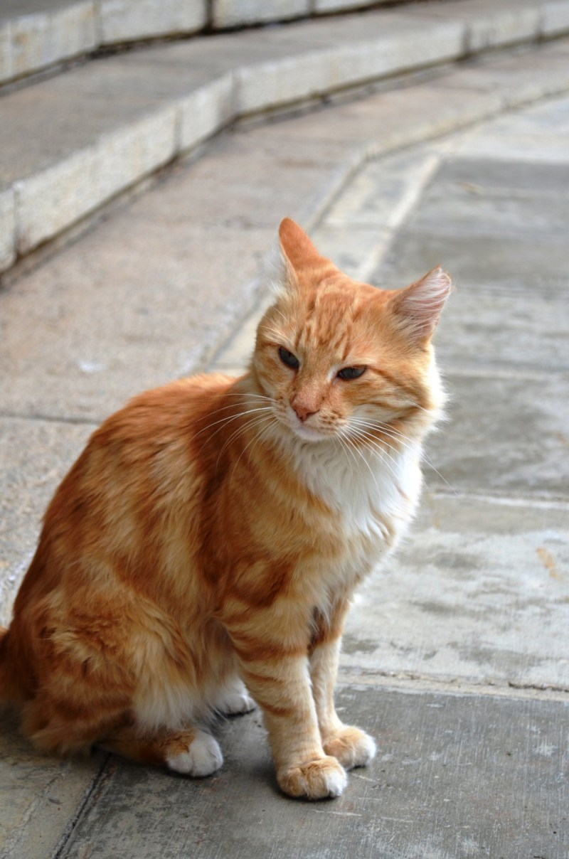 Смешной рыжий кот