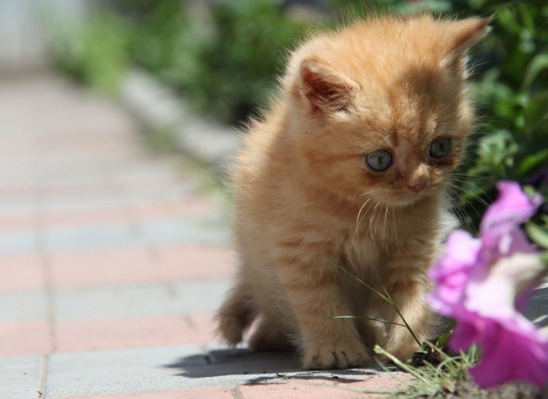 Милы Рыжик котенок