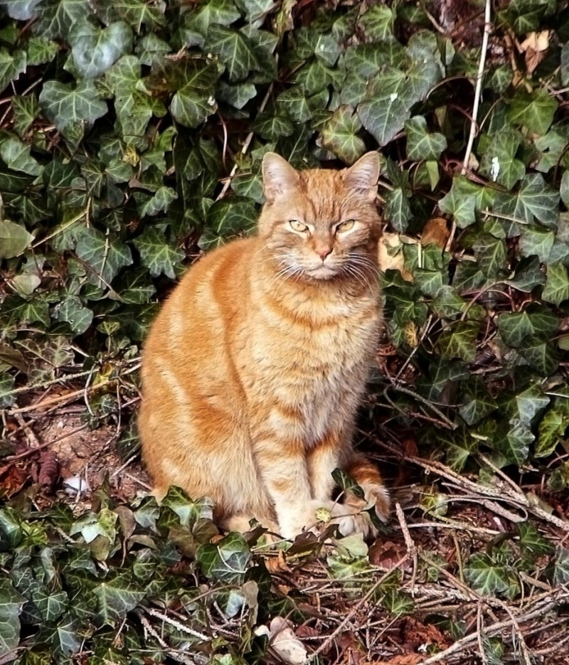 Кот Рыжик кот Рыжик