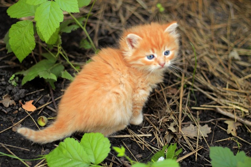 Маленький котенок Рыжик