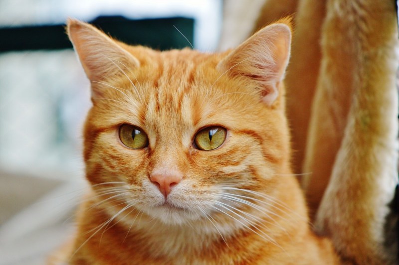 Ginger tabby Cat порода