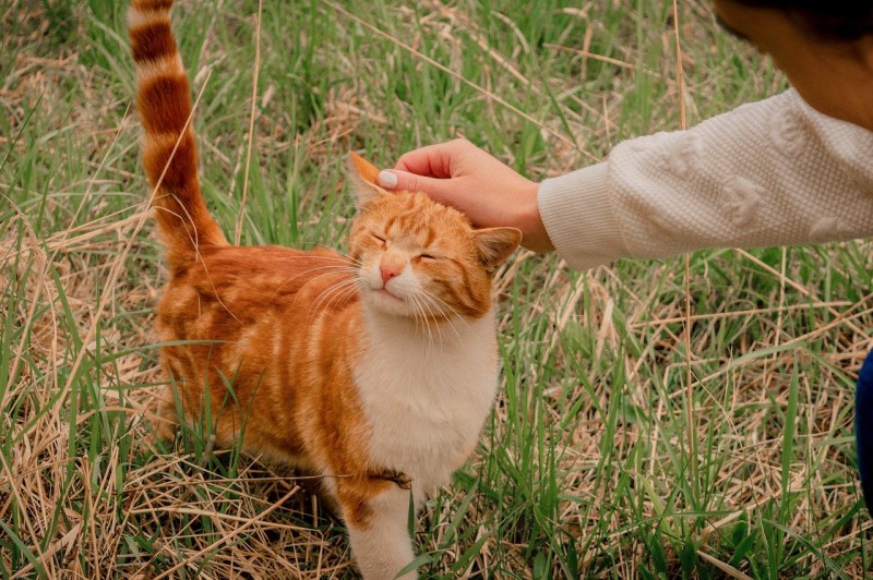 Котенок Рыжик