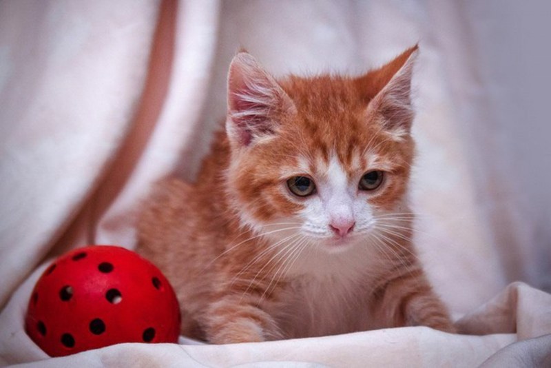 Маленький котенок Рыжик