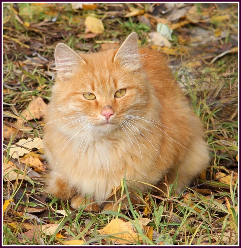 Игривая кошка