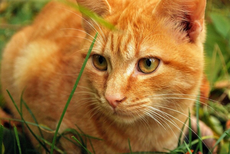 Рыжая кошка