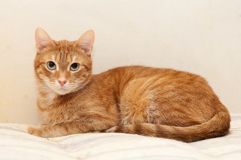 Домашняя кошка Рыжик
