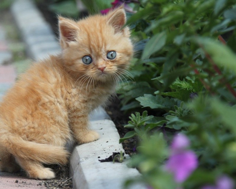 Маленький котенок Рыжик