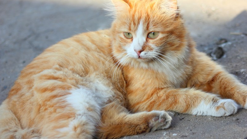 Муркоша показать котят