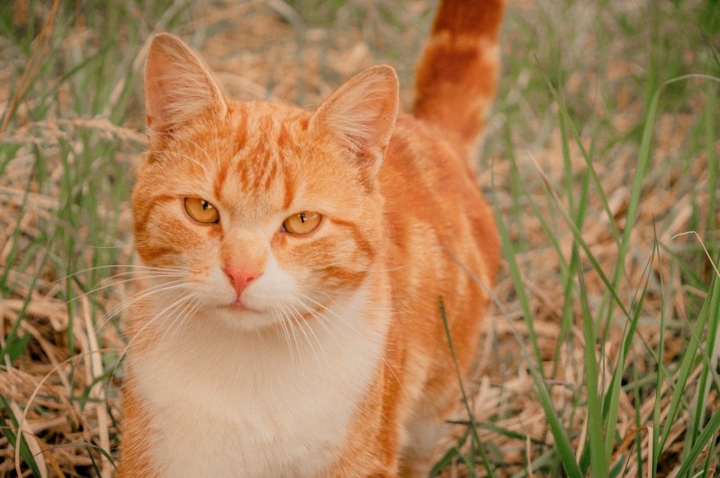 Рыжий котенок Рыжик