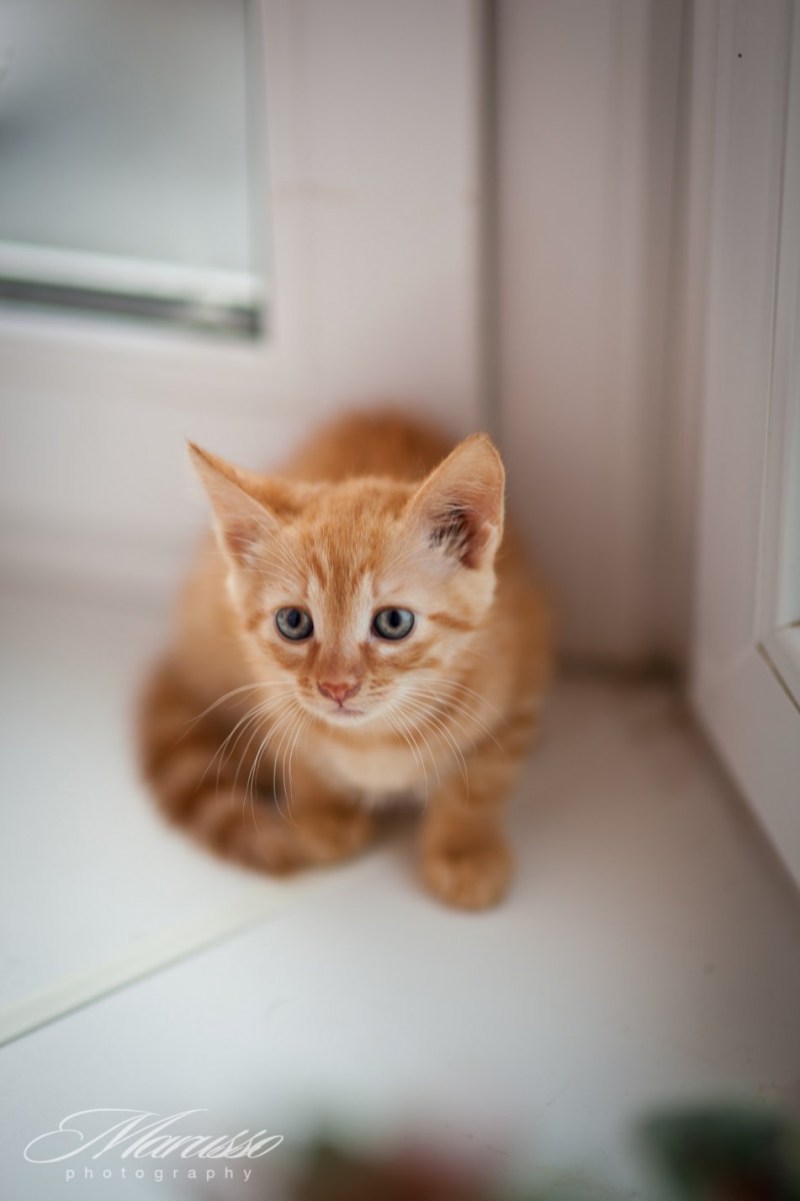 Котики в саду
