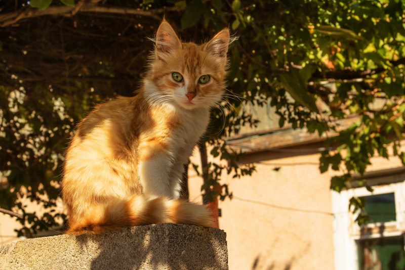 Рыжий кот с коричневыми глазами
