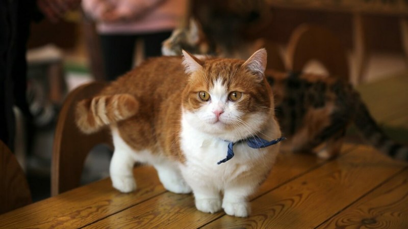 Коротколапые котята Манчкин