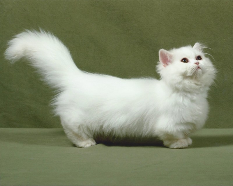 Манчкин котята