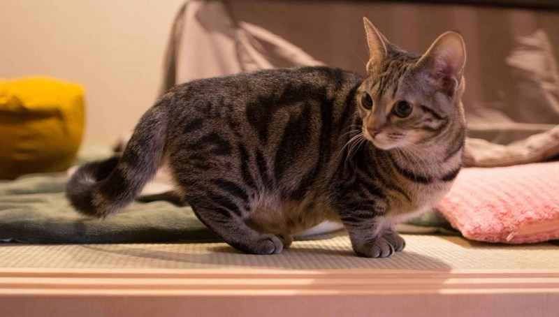 Манчкин кошка короткошерстная
