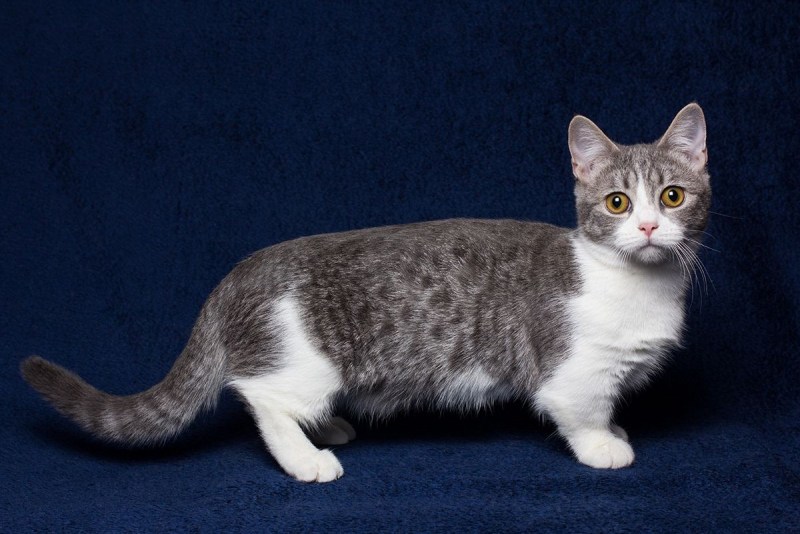 Коты Манчкин
