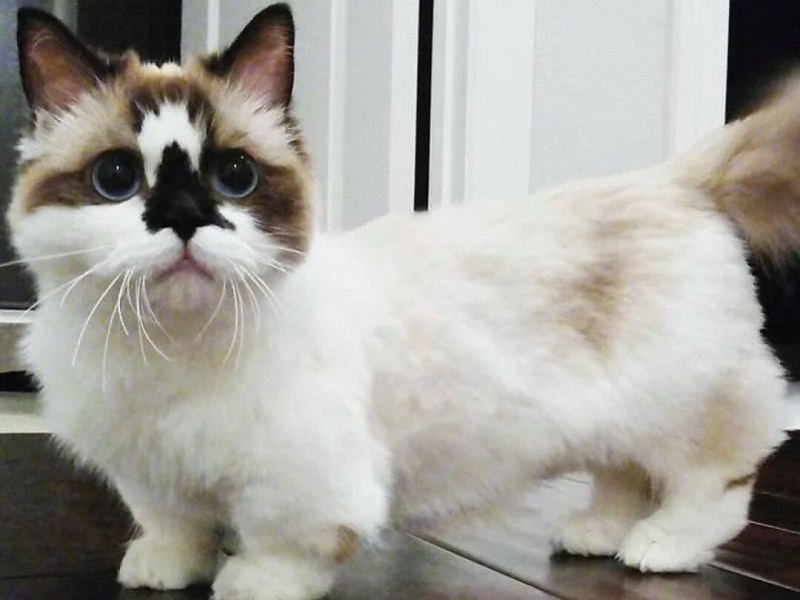 Коты Манчкин
