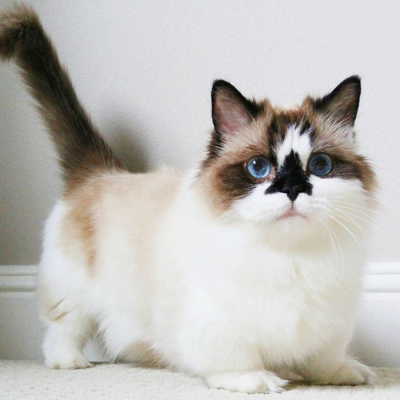 Кошка Манчкин котята