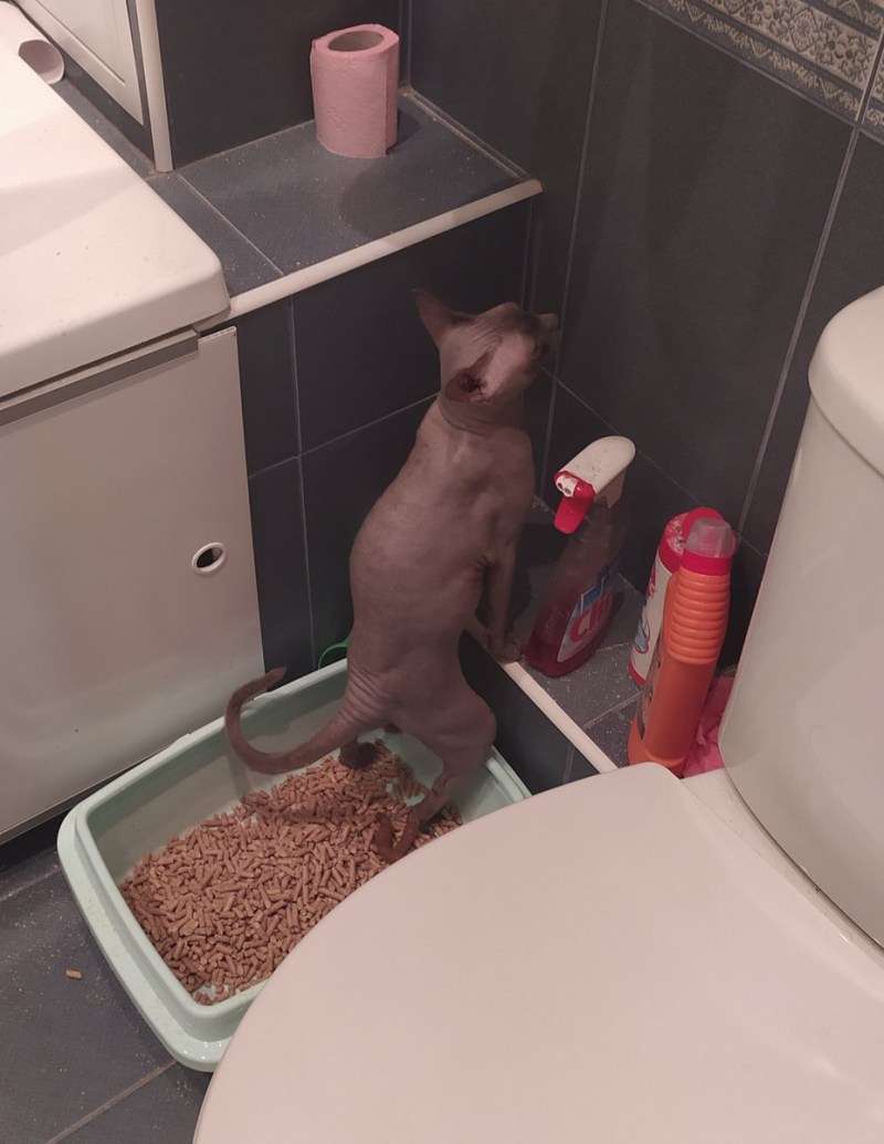 Кот какает