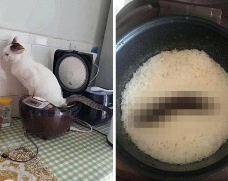 Кот насрал в мультиварку