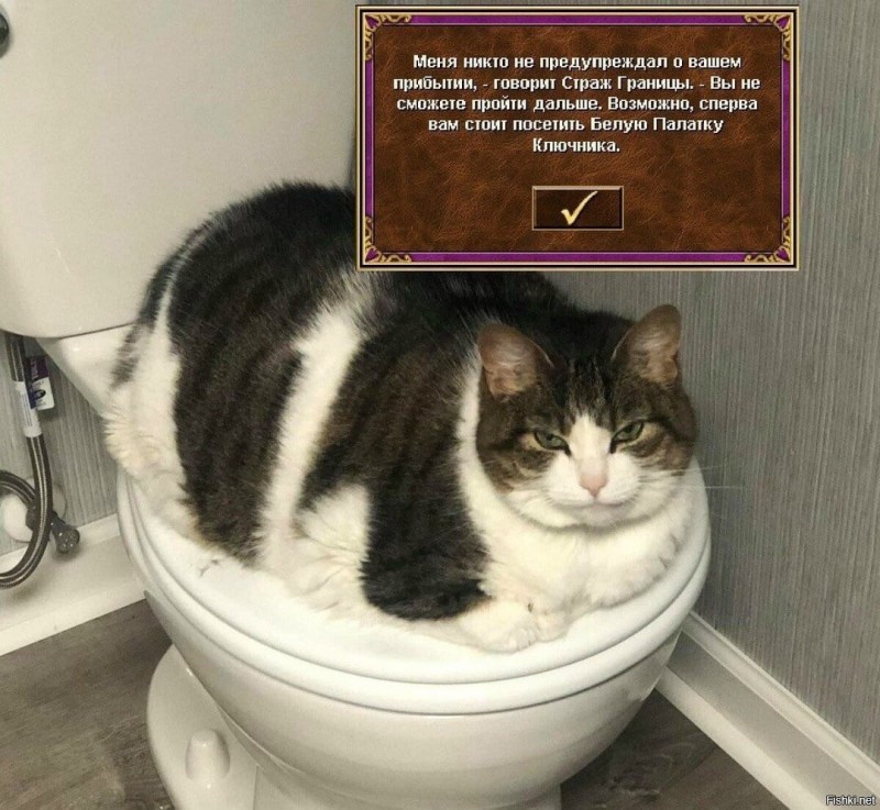 Смешные коты на унитазе