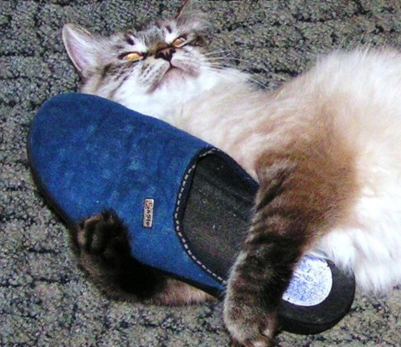 Коты в туалете