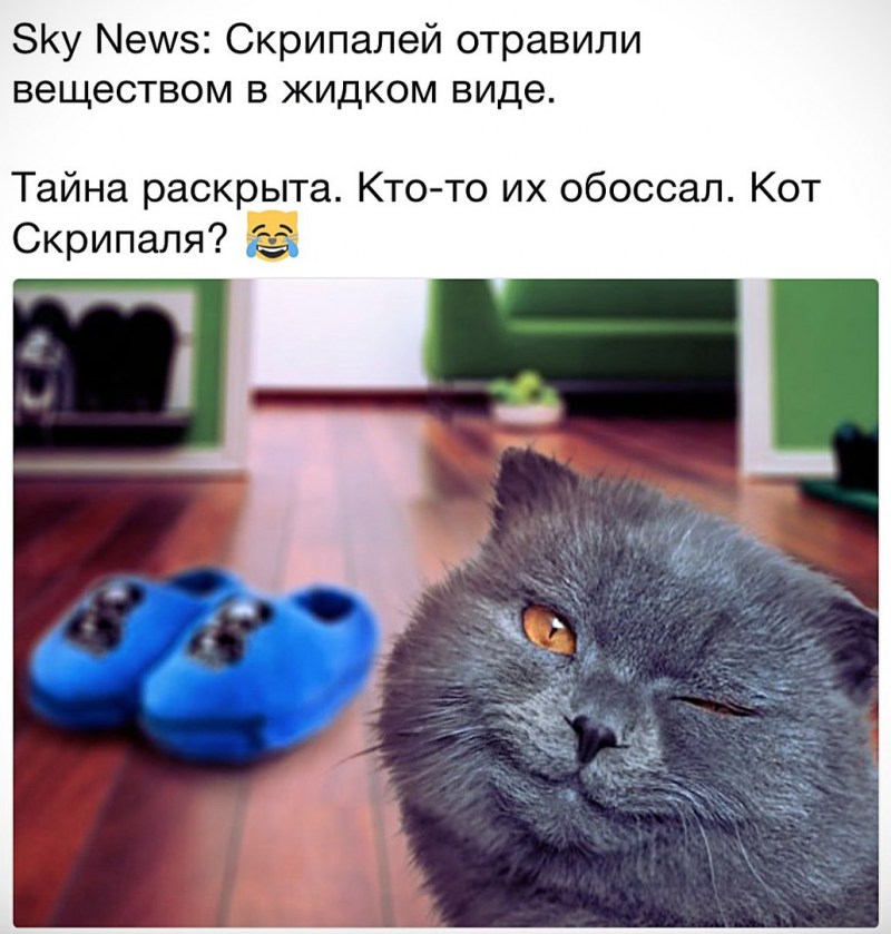 Коты гадят в тапки