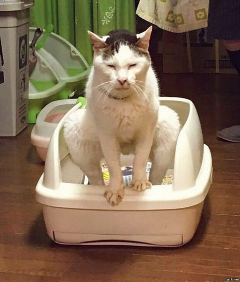 Кот какает в лоток