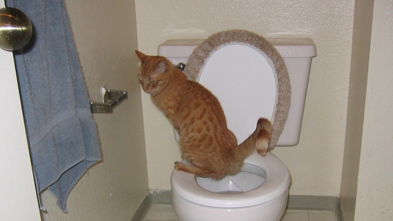 Котик валяется на спине